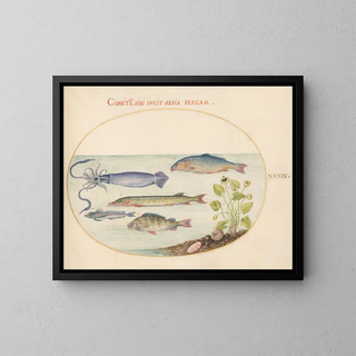 Joris Hoefnagel - Plate 39 Squid Gurnard Pike and Other Fish.webp