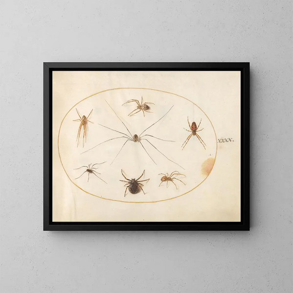 Platine 40 Huit araignées, y compris une araignée croisée avec un sac d'œufs - Joris Hoefnagel — kehystetty taideteos seinällä