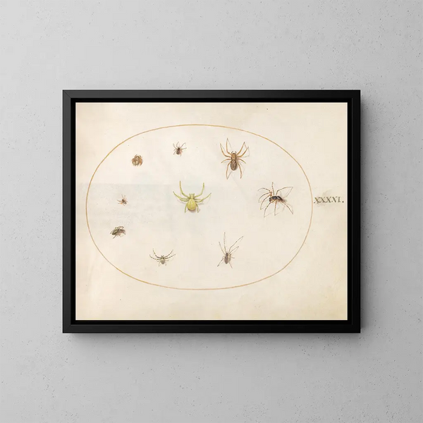 Plaque 41 Araignée jaune entourée de huit araignées - Joris Hoefnagel — kehystetty taideteos seinällä