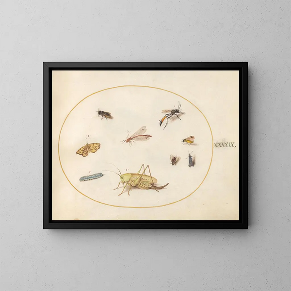 Kasvi 49 Un Sauterelle, une Chenille, un Papillon, un Papillon de nuit et d'autres Insectes - Joris Hoefnagel — kehystetty taideteos seinällä