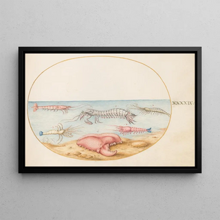 Joris Hoefnagel - Plate 49 Mantis Shrimp and the Claw of a European Crayfish.webp