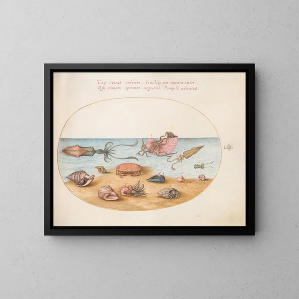 Platine 52 Un argonaute, des crabes ermites, des coquilles et un crabe - Joris Hoefnagel — kehystetty taideteos seinällä