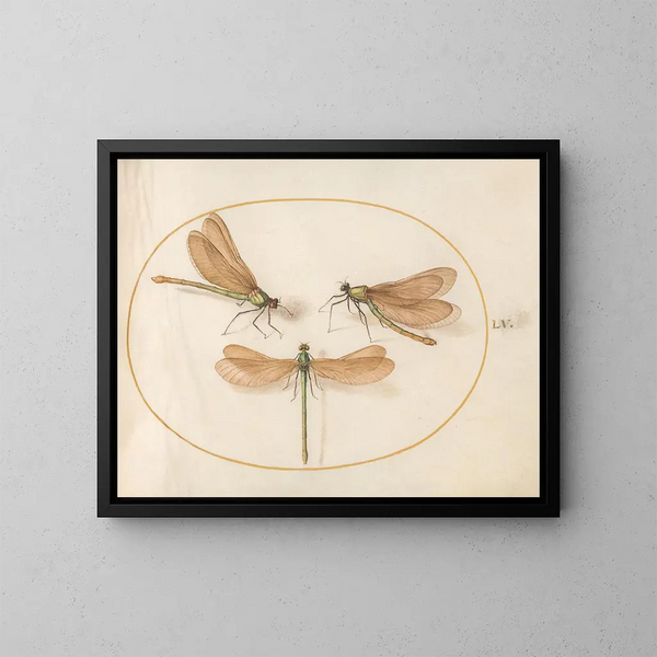 Plaque 55 Trois demoiselles vertes aux ailes brunes - Joris Hoefnagel — kehystetty taideteos seinällä