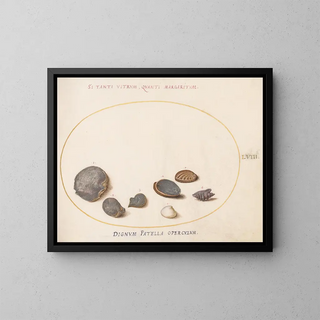 Platine 58 Coquillages, mukaan lukien abalone - Joris Hoefnagel — kehystetty taideteos seinällä