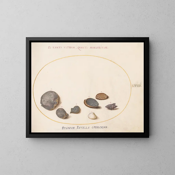 Platine 58 Coquillages, mukaan lukien abalone - Joris Hoefnagel — kehystetty taideteos seinällä