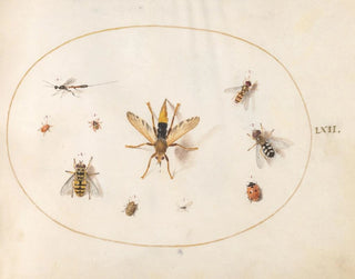 Platine 62 Dix insectes - Joris Hoefnagel — näkymä teoksesta