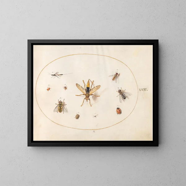 Platine 62 Dix insectes - Joris Hoefnagel — kehystetty taideteos seinällä