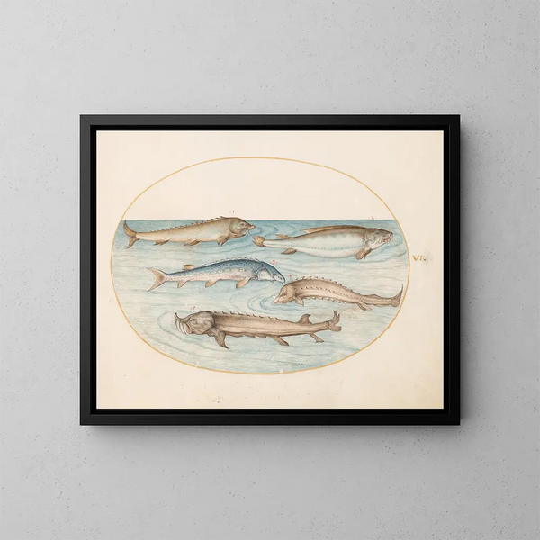 Planche 6 Cinq silures et un esturgeon - Joris Hoefnagel — kehystetty taideteos seinällä