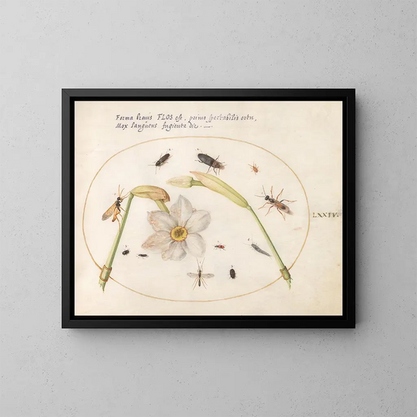 Plante 74 Insectes avec des jonquilles blanches - Joris Hoefnagel — kehystetty taideteos seinällä