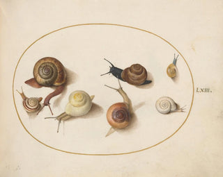 Sept escargots - Joris Hoefnagel — näkymä teoksesta