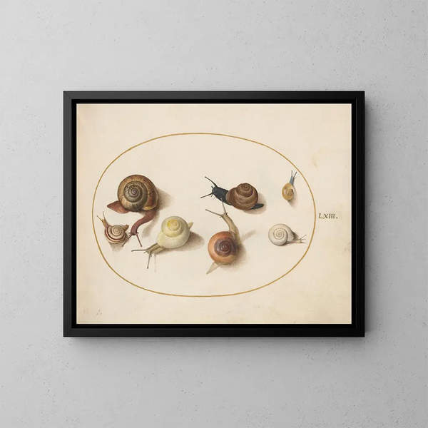 Sept escargots - Joris Hoefnagel — kehystetty taideteos seinällä