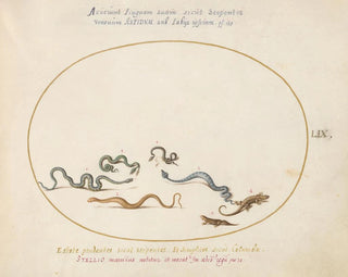 Serpents et un lézard - Joris Hoefnagel — näkymä teoksesta