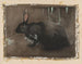 Un lapin noir - Joseph Crawhall — näkymä teoksesta