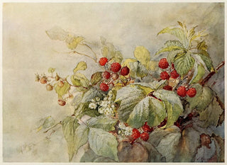 Joseph Kallaus - Red Raspberries.webp