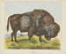 Bison - Joseph Scholz — näkymä teoksesta