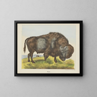 Joseph Scholz - Bison.webp