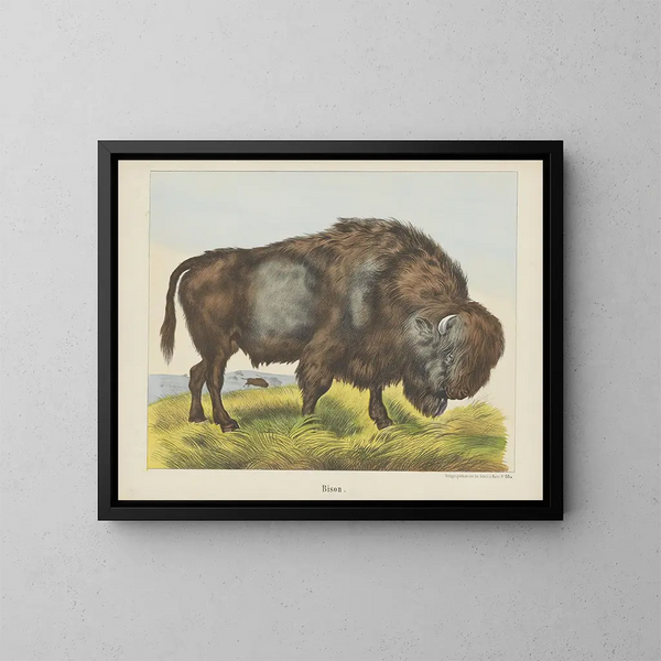 Bison - Joseph Scholz — kehystetty taideteos seinällä