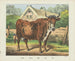 Vache - Joseph Scholz — näkymä teoksesta