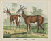 Antilope gazelle - Joseph Scholz — näkymä teoksesta
