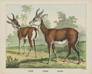 Antilope gazelle - Joseph Scholz — näkymä teoksesta
