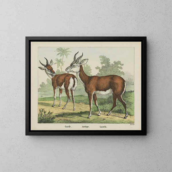 Antilope gazelle - Joseph Scholz — kehystetty taideteos seinällä
