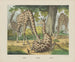 Giraffe - Joseph Scholz — näkymä teoksesta
