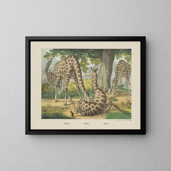 Giraffe - Joseph Scholz — kehystetty taideteos seinällä
