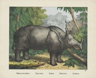 Rhinocéros - Joseph Scholz — näkymä teoksesta