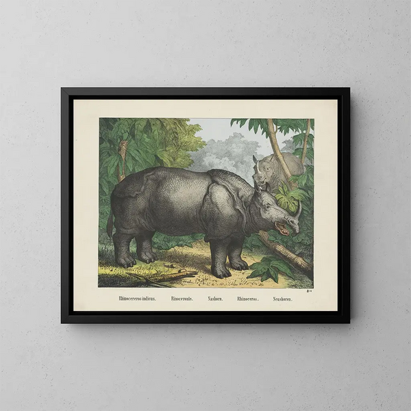 Rhinocéros - Joseph Scholz — kehystetty taideteos seinällä