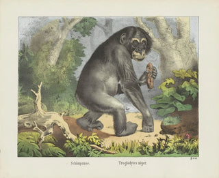 Chimpanzee - Joseph Scholz — näkymä teoksesta