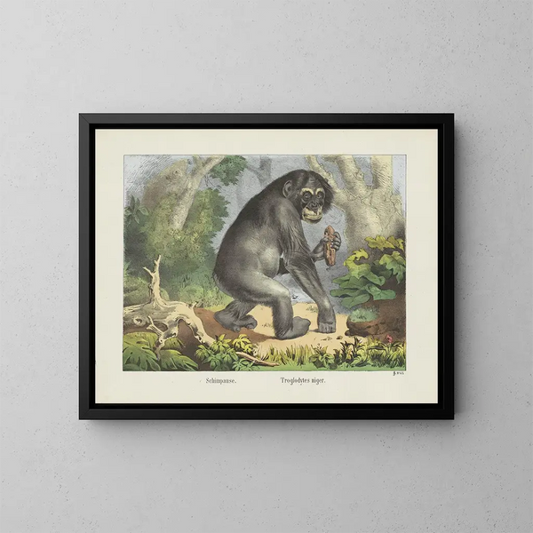 Chimpanzee - Joseph Scholz — kehystetty taideteos seinällä