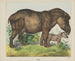 Tapir - Joseph Scholz — näkymä teoksesta