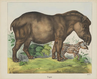 Joseph Scholz - Tapir.webp
