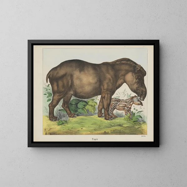 Tapir - Joseph Scholz — kehystetty taideteos seinällä