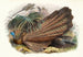 Argus giganteus - Joseph Smit — näkymä teoksesta