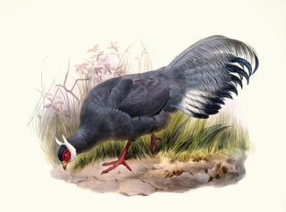 Crossoptilon auritum - Joseph Smit — näkymä teoksesta