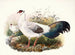 Crossoptilon thibetanum - Joseph Smit — näkymä teoksesta