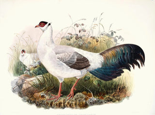 Crossoptilon thibetanum - Joseph Smit — näkymä teoksesta