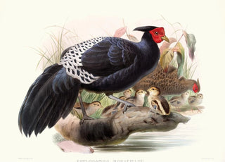 Joseph Smit - Euplocamus Horsefieldii.webp