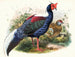 Euplocomus Swinhoei - Joseph Smit — näkymä teoksesta