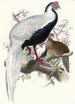 Euplocomus nycthemerus - Joseph Smit — näkymä teoksesta