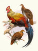 Gallus lafayettei - Joseph Smit — näkymä teoksesta