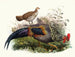 Le coq de Sonnerat - Joseph Smit — näkymä teoksesta
