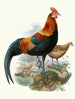 Un coq rouillé - Joseph Smit — näkymä teoksesta