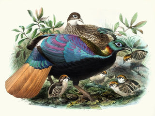 Joseph Smit - Lophophorus Impeyanus.webp