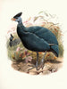 Numida plumifera - Joseph Smit — näkymä teoksesta