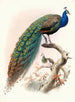 Pavo cristatus - Joseph Smit — näkymä teoksesta