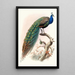 Pavo cristatus - Joseph Smit — kehystetty taideteos seinällä