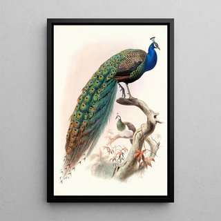Joseph Smit - Pavo cristatus.webp