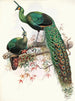Pavo muticus - Joseph Smit — näkymä teoksesta